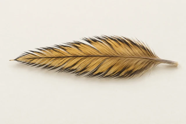 A separate black-laced yellow hen feather, prepared with an exposed tip and bare basal stem before attachment.
